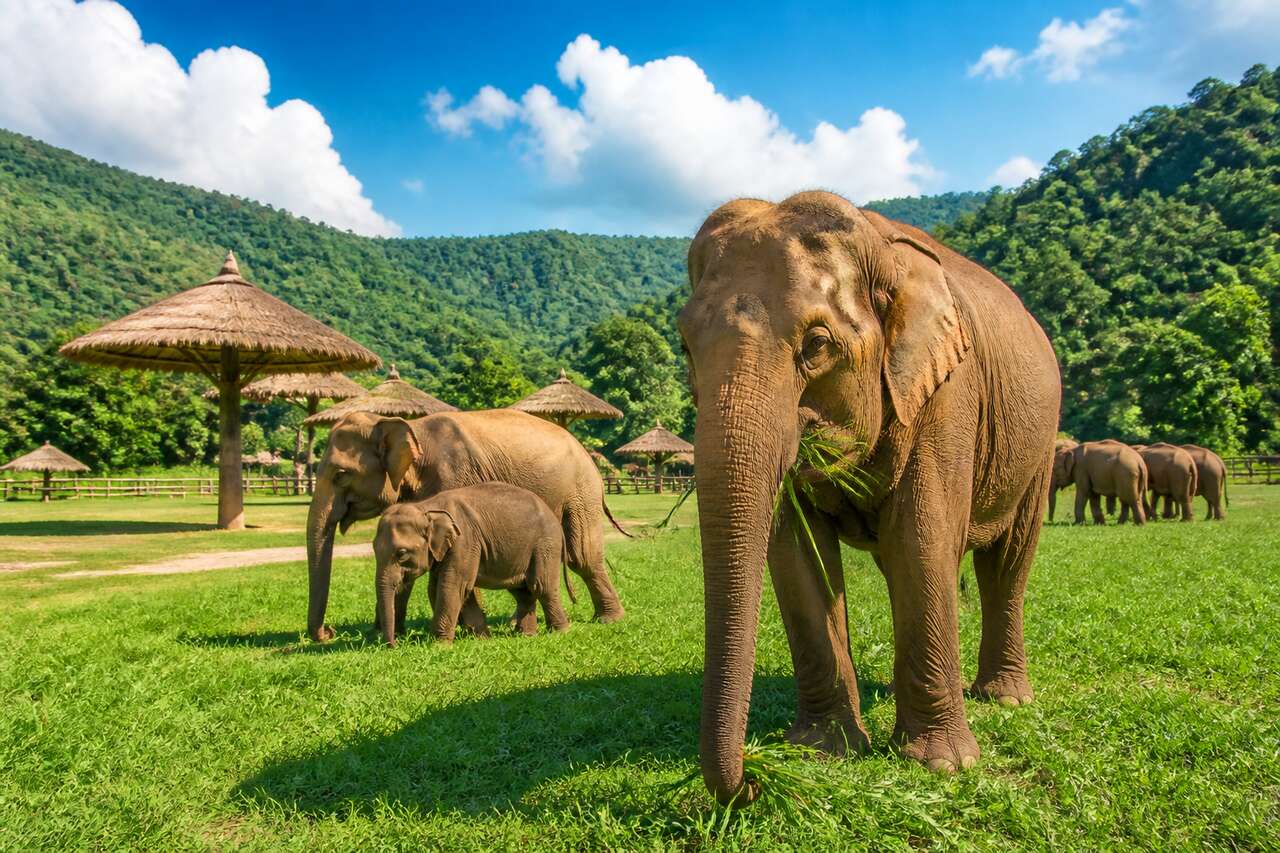 Visite d'Elephant Nature Park en Thaïlande