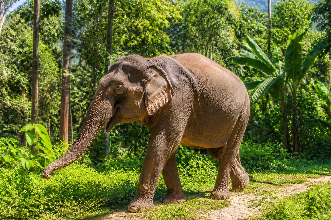 Balade inoubliable dans la jungle avec Elephant Steps à Chiang Rai